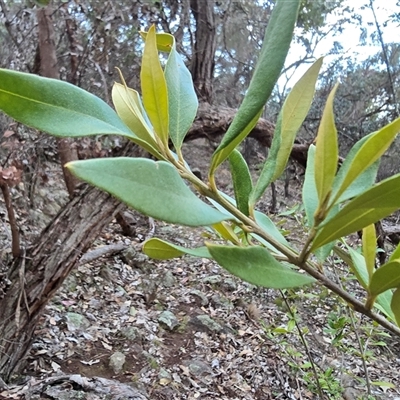 Olea europaea subsp. cuspidata (African Olive) at Symonston, ACT - 11 Sep 2025 by Mike