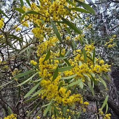 Acacia rubida (Red-stemmed Wattle, Red-leaved Wattle) at Symonston, ACT - 11 Sep 2025 by Mike