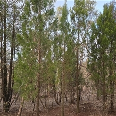 Callitris endlicheri (Black Cypress Pine) at Symonston, ACT - 11 Sep 2025 by Mike