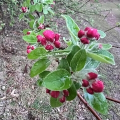Malus sp. (Crab Apple) at Symonston, ACT - 11 Sep 2025 by Mike