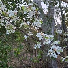 Pyrus calleryana (Callery Pear) at Symonston, ACT - 11 Sep 2025 by Mike