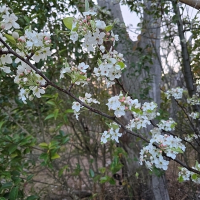 Pyrus calleryana (Callery Pear) at Symonston, ACT - 11 Sep 2025 by Mike