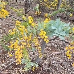 Acacia baileyana (Cootamundra Wattle, Golden Mimosa) at Symonston, ACT - 11 Sep 2025 by Mike