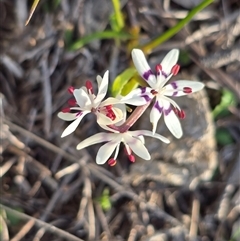 Wurmbea dioica subsp. dioica (Early Nancy) at Symonston, ACT - 11 Sep 2025 by Mike