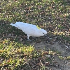 Cacatua galerita (Sulphur-crested Cockatoo) at O'Connor, ACT - 9 Sep 2025 by Choyster