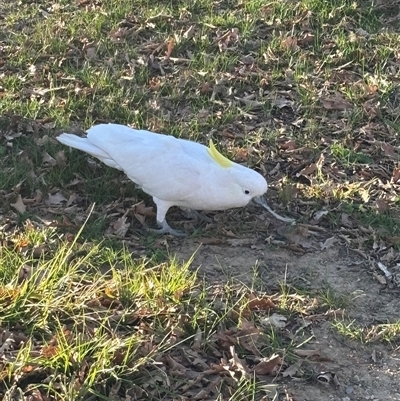 Cacatua galerita (Sulphur-crested Cockatoo) at O'Connor, ACT - 9 Sep 2025 by Choyster