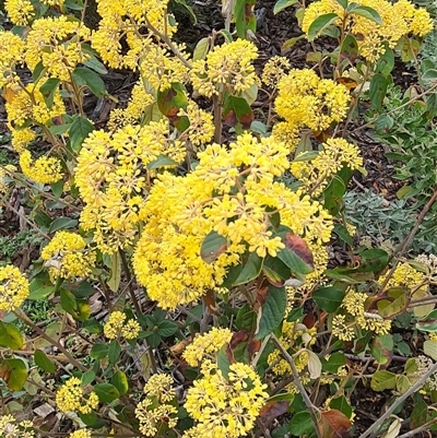 Pomaderris andromedifolia (Yellow Pomaderris) at Yarralumla, ACT - 11 Sep 2025 by galah681