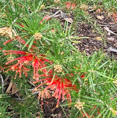 Grevillea juniperina (Grevillea) at Yarralumla, ACT - 11 Sep 2025 by galah681