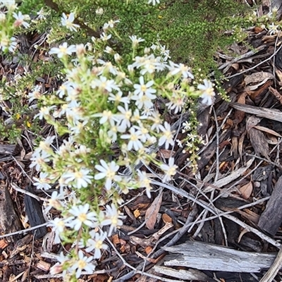 Olearia microphylla (Olearia) at Yarralumla, ACT - 11 Sep 2025 by galah681