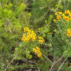 Dillwynia sieberi (Sieber's Parrot Pea) at Yarralumla, ACT - 11 Sep 2025 by galah681