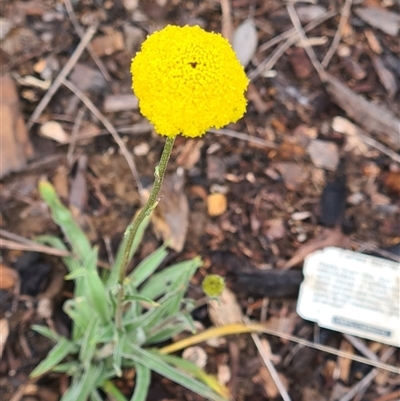 Craspedia variabilis (Common Billy Buttons) at Yarralumla, ACT - 11 Sep 2025 by galah681