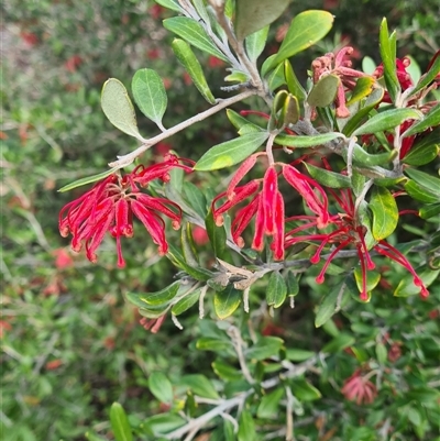 Grevillea victoriae at Yarralumla, ACT - 11 Sep 2025 by galah681