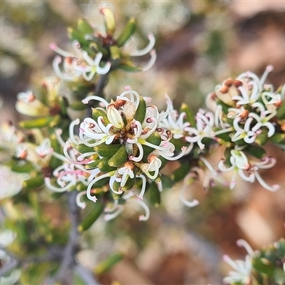Grevillea australis (Alpine Grevillea) at Yarralumla, ACT - 11 Sep 2025 by galah681