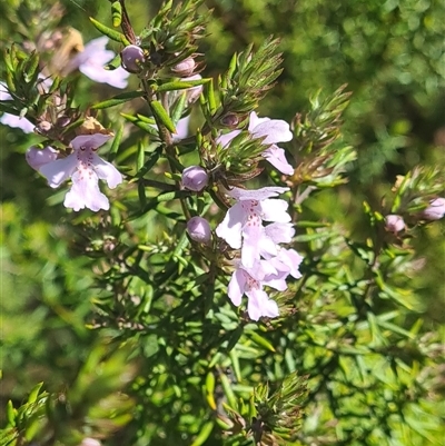 Westringia sp. at Yarralumla, ACT - 11 Sep 2025 by galah681