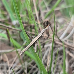 Keyacris scurra (Key's Matchstick Grasshopper) at Gunning, NSW - 11 Sep 2025 by clarehoneydove