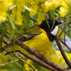 Pachycephala pectoralis (Golden Whistler) at Fyshwick, ACT - 11 Sep 2025 by jb2602