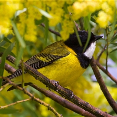 Pachycephala pectoralis (Golden Whistler) at Fyshwick, ACT - 11 Sep 2025 by jb2602