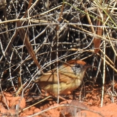 Stipiturus ruficeps (Rufous-crowned Emuwren) at Opalton, QLD - 24 Aug 2025 by HelenCross