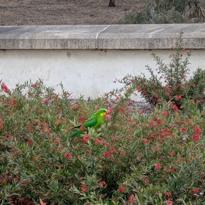Polytelis swainsonii (Superb Parrot) at Capital Hill, ACT - 11 Sep 2025 by MattK