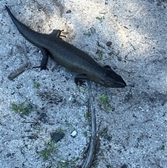 Egernia kingii (King's Skink) at Rottnest Island, WA - 11 Sep 2025 by pennygosling