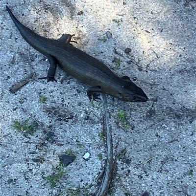 Egernia kingii (King's Skink) at Rottnest Island, WA - 11 Sep 2025 by pennygosling
