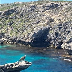 Pandion haliaetus at Rottnest Island, WA - suppressed