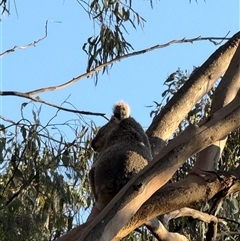 Phascolarctos cinereus (Koala) at Bucketty, NSW - 12 Sep 2025 by MartinPredavec