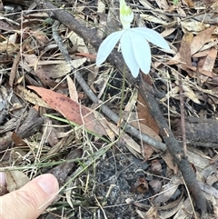 Caladenia picta (Painted Fingers) at Bucketty, NSW - 12 Sep 2025 by MartinPredavec