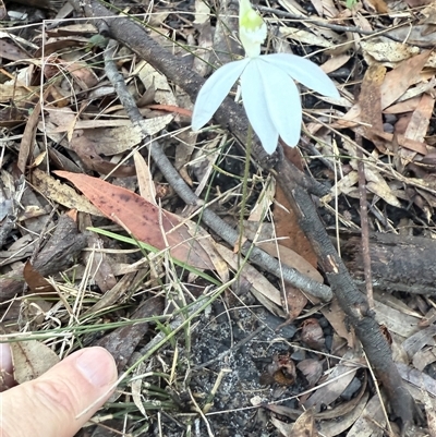 Caladenia picta (Painted Fingers) at Bucketty, NSW - 12 Sep 2025 by MartinPredavec