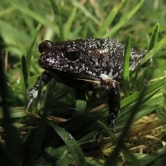 Uperoleia mahonyi (Mahony's Toadlet) at Hawks Nest, NSW - 16 Apr 2015 by MichaelBedingfield