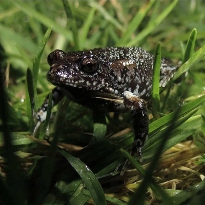 Uperoleia mahonyi (Mahony's Toadlet) at Hawks Nest, NSW - 16 Apr 2015 by MichaelBedingfield