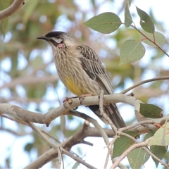 Anthochaera carunculata (Red Wattlebird) at Theodore, ACT - 23 Jan 2025 by MichaelBedingfield