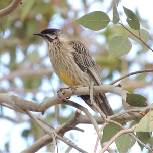 Anthochaera carunculata (Red Wattlebird) at Theodore, ACT - 23 Jan 2025 by MichaelBedingfield