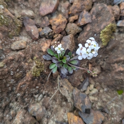 Drabastrum alpestre (Mountain Cress) at Uriarra Village, ACT - 10 Sep 2025 by JP95