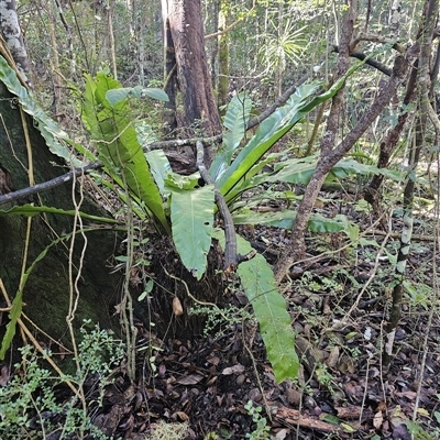 Asplenium australasicum at Pappinbarra, NSW - 13 Aug 2025 by jonvanbeest