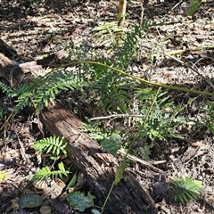 Blechnum cartilagineum at Pappinbarra, NSW - 13 Aug 2025 by jonvanbeest