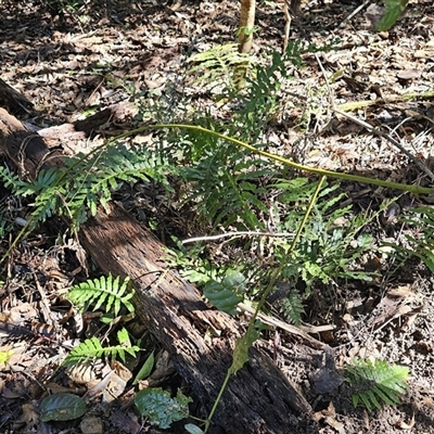 Blechnum cartilagineum at Pappinbarra, NSW - 13 Aug 2025 by jonvanbeest