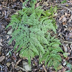 Adiantum formosum at Pappinbarra, NSW - 13 Aug 2025 by jonvanbeest
