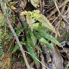 Adiantum hispidulum at Pappinbarra, NSW - 13 Aug 2025 by jonvanbeest