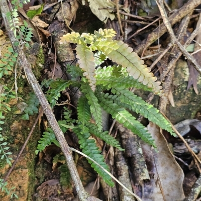 Adiantum hispidulum at Pappinbarra, NSW - 13 Aug 2025 by jonvanbeest