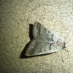 Pantydia sparsa (Noctuid Moth) at Latham, ACT - 11 Sep 2025 by rjwhite