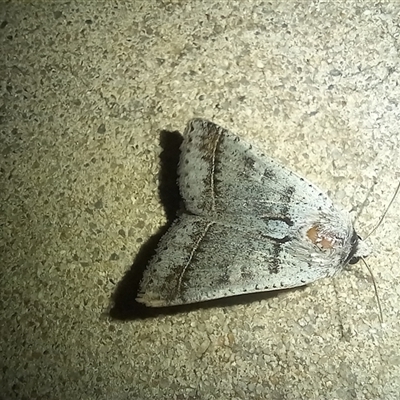Pantydia sparsa (Noctuid Moth) at Latham, ACT - 11 Sep 2025 by rjwhite