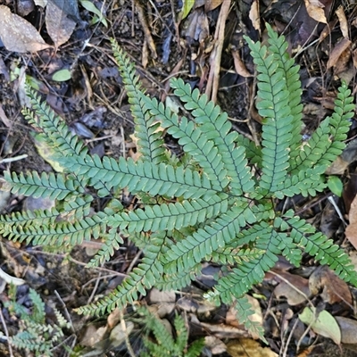 Adiantum silvaticum at Pappinbarra, NSW - 13 Aug 2025 by jonvanbeest