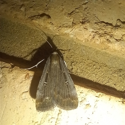 Tathorhynchus fallax (Australian Alfalfa Moth) at Latham, ACT - 9 Sep 2025 by rjwhite