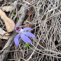 Caladenia caerulea (Blue Fingers, Blue Fairies) at Bruce, ACT - 11 Sep 2025 by LeahColebrook