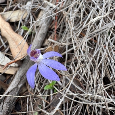 Caladenia caerulea (Blue Fingers, Blue Fairies) at Bruce, ACT - 11 Sep 2025 by LeahColebrook