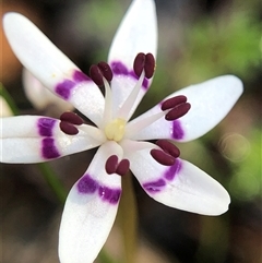Wurmbea dioica subsp. dioica (Early Nancy) at Crowther, NSW - 12 Sep 2025 by Frecko