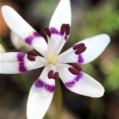 Wurmbea dioica subsp. dioica (Early Nancy) at Crowther, NSW - 12 Sep 2025 by Frecko
