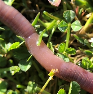 Oligochaeta (class) (Unidentified earthworm) at Crowther, NSW - 12 Sep 2025 by Frecko