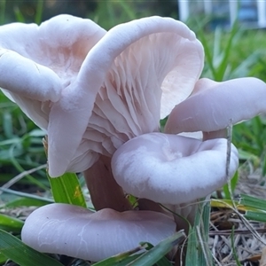 Unverified Cap on a stem; gills below cap [mushrooms or mushroom-like] by MazzV